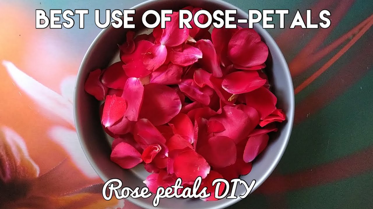 How to Use the Rose: A Guide to Symbolism, Healing, and Creativity